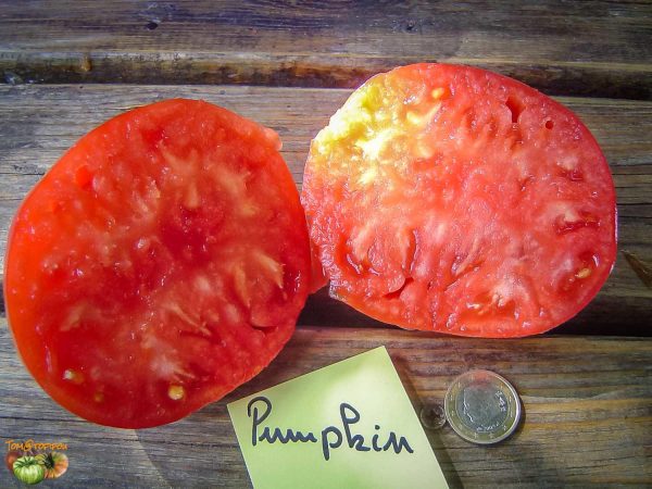 PUMPKIN – Image 3