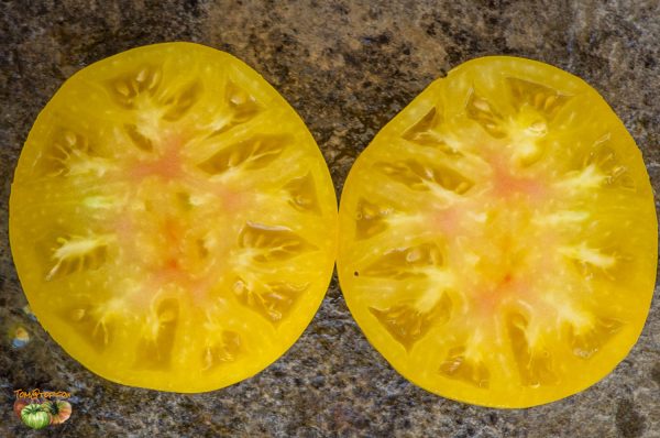 TASMANIAN BLUSHING YELLOW – Image 7