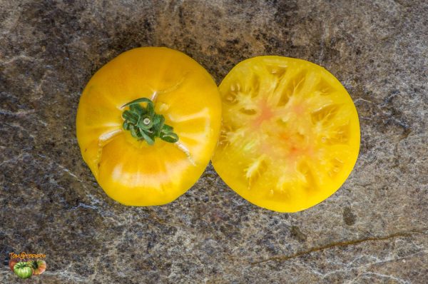 TASMANIAN BLUSHING YELLOW – Image 6