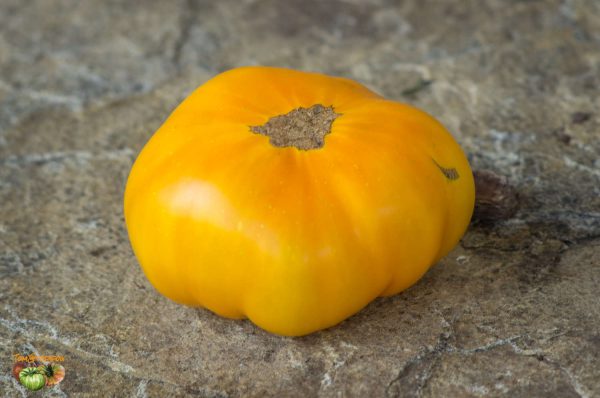 TASMANIAN BLUSHING YELLOW – Image 4