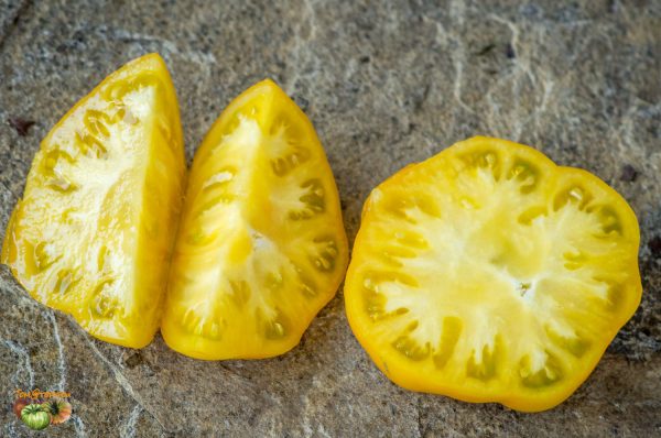 TASMANIAN BLUSHING YELLOW – Image 8