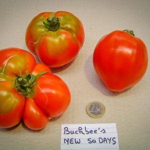 buckbee's new fifty day