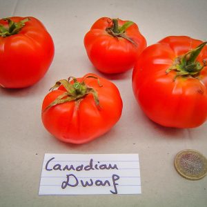 CANADIAN DWARF
