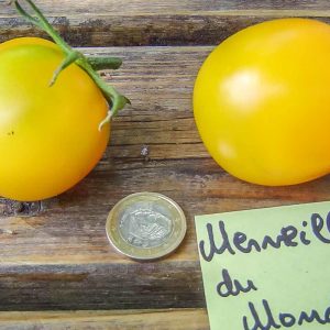 merveille du monde