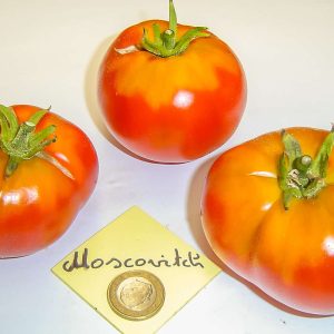 MOSCOVITCH