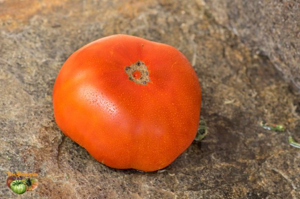 WARRATAH RED – Image 5
