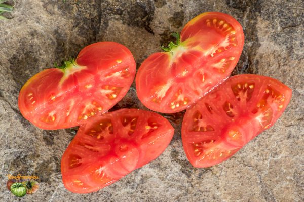 WARRATAH RED – Image 7