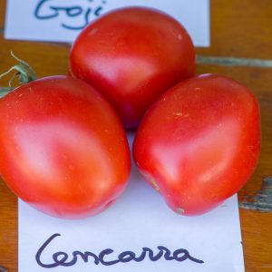 cencarra
