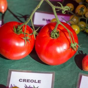 creole