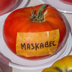 maskabec