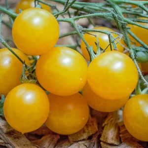 mirabelle