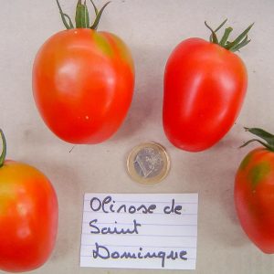 olirose de saint domingue