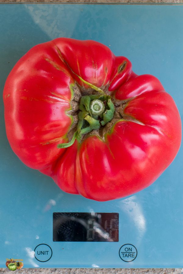 DIKAYA ROSA - Image 5