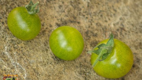 GREEN KRIM CHERRY