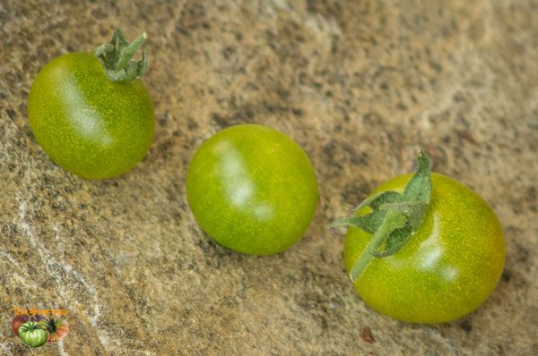 GREEN KRIM CHERRY