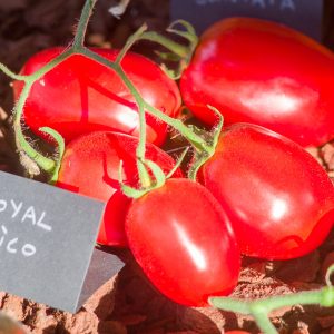 royal chico
