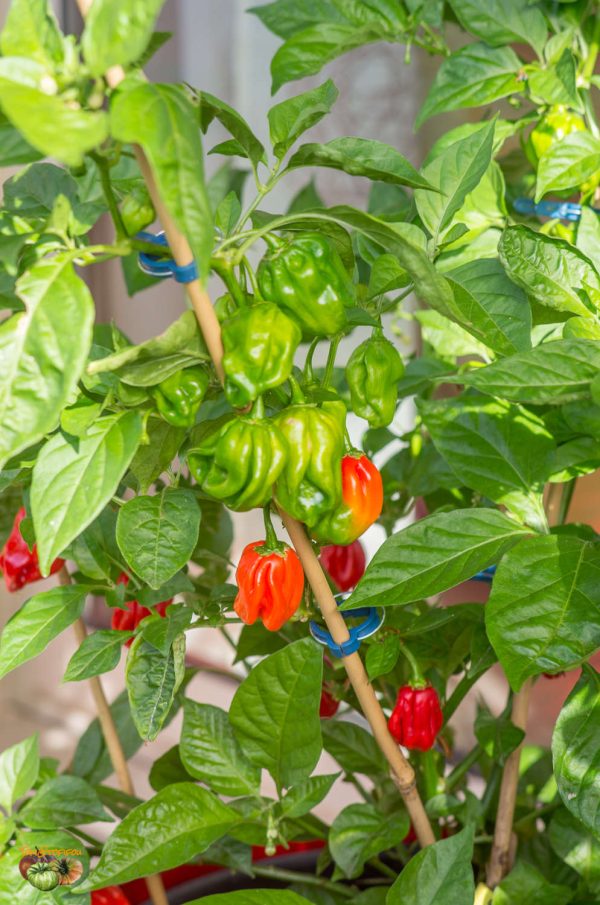 AJI UMBA RED - Image 4