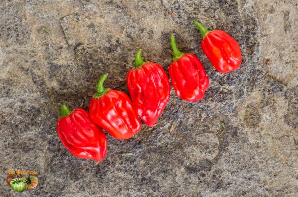 AJI UMBA RED