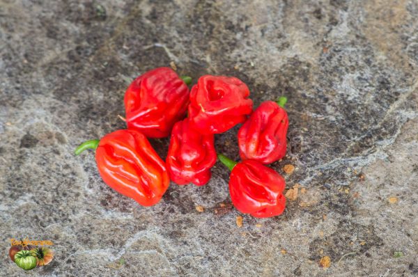 AJI UMBA RED - Image 3