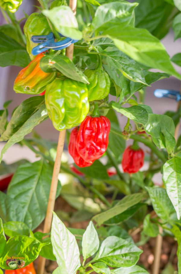 AJI UMBA RED - Image 5