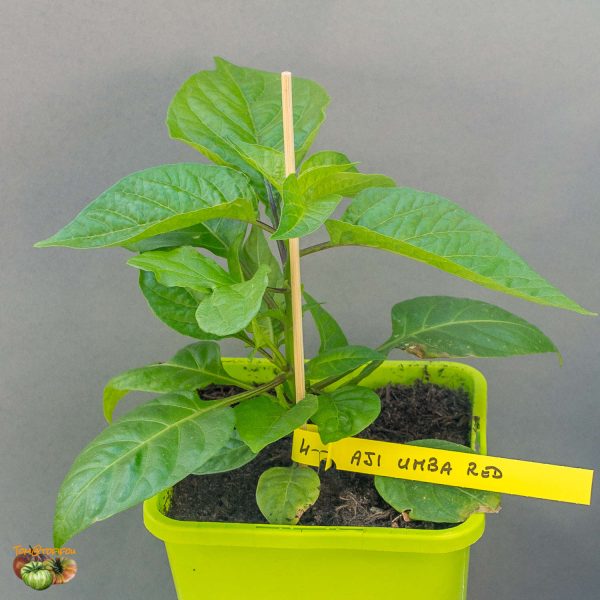 AJI UMBA RED - Image 6