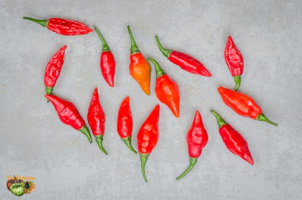 habanero luciferino