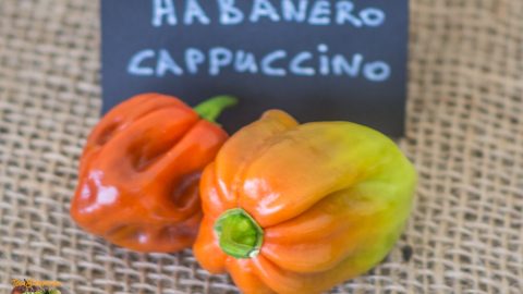 HABANERO CAPPUCCINO