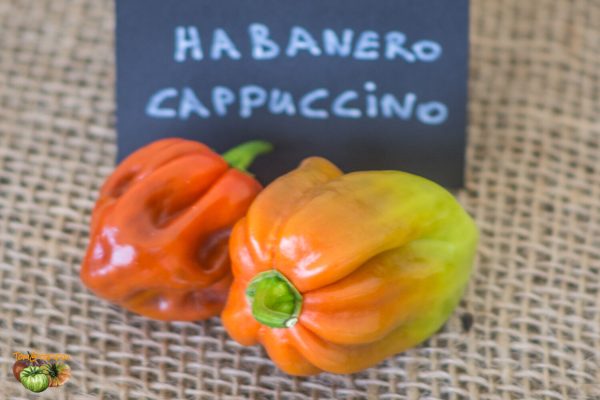 habanero cappuccino piment 11 septembre 2016