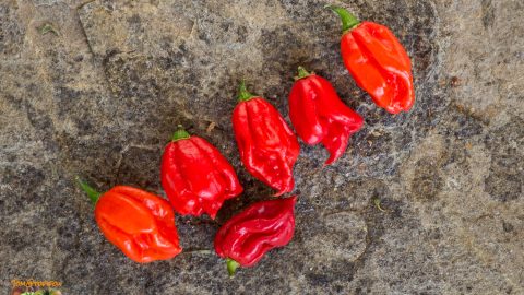 CAROLINA REAPER