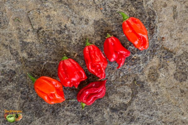carolina reaper