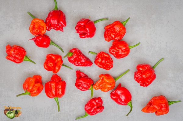 carolina reaper