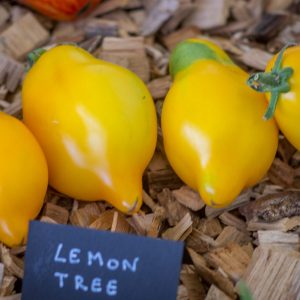 lemon tree