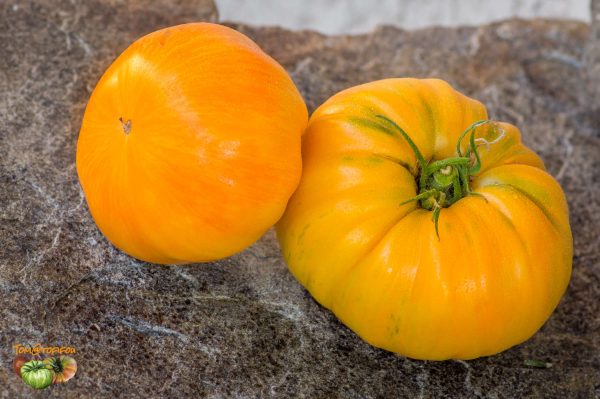 ORANGE JAZZ