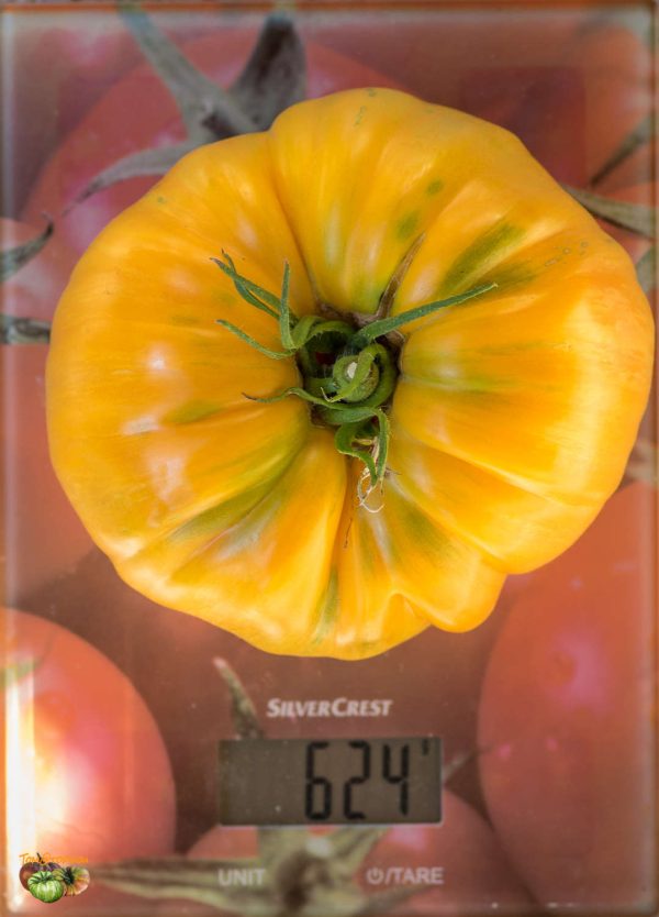 ORANGE JAZZ - Image 6