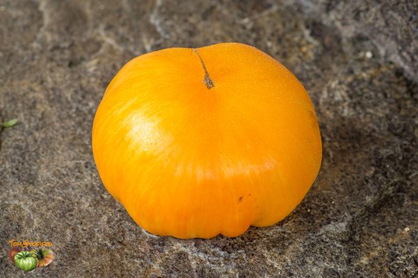 ORANGE JAZZ - Image 5