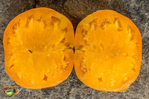 ORANGE JAZZ - Image 8