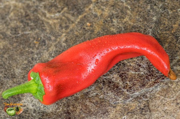 RED MARCONI – Image 3