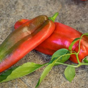 RED MARCONI