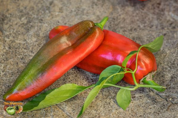 RED MARCONI