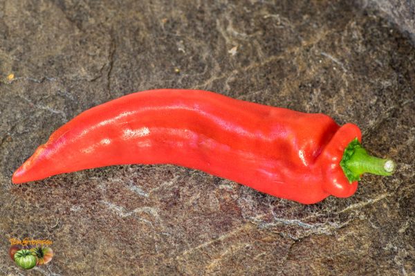 RED MARCONI – Image 4