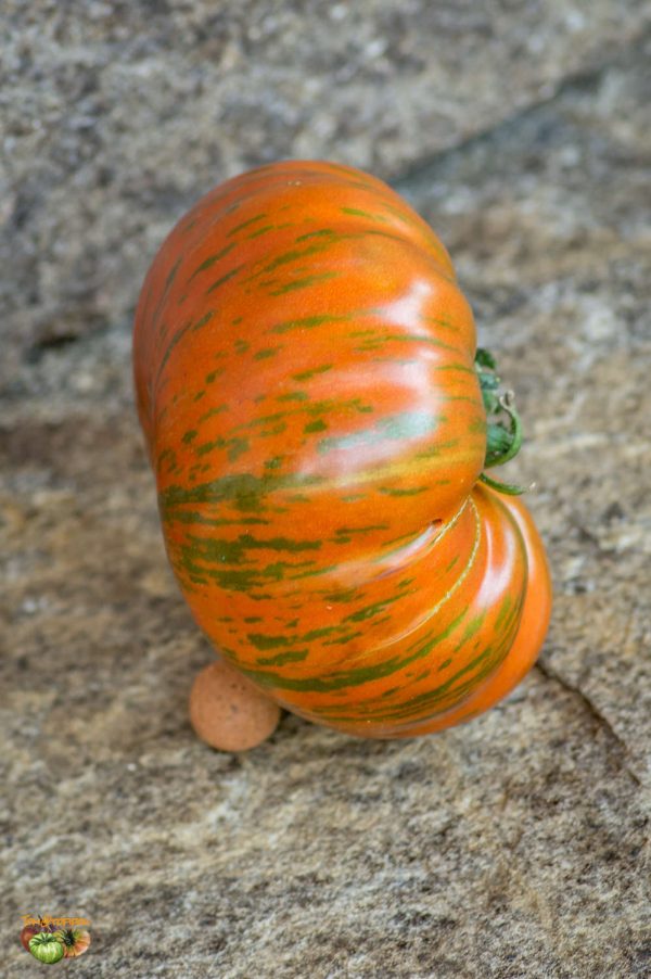 SIEGEL'S DARK STRIPES - Image 5