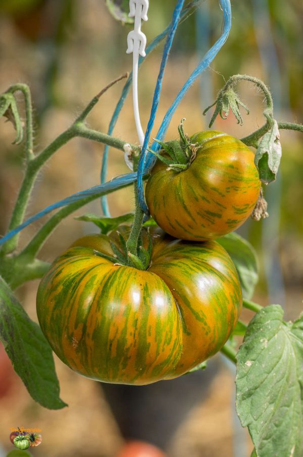 SIEGEL'S DARK STRIPES - Image 11