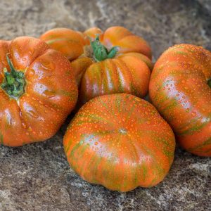 SIEGEL'S DARK STRIPES
