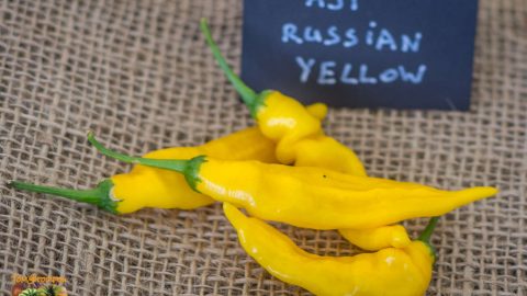 AJI RUSSIAN YELLOW