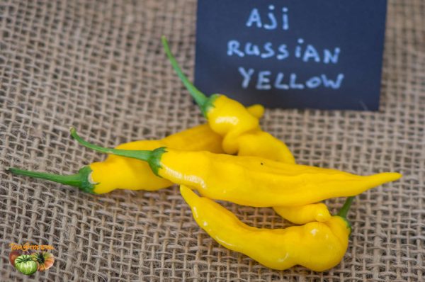 AJI RUSSIAN YELLOW