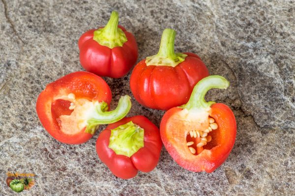ALMA PAPRIKA - Image 4