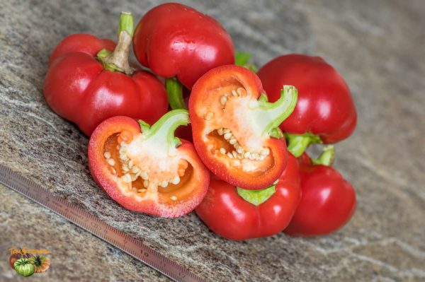 ALMA PAPRIKA - Image 3