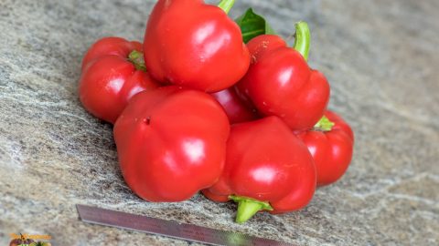 ALMA PAPRIKA