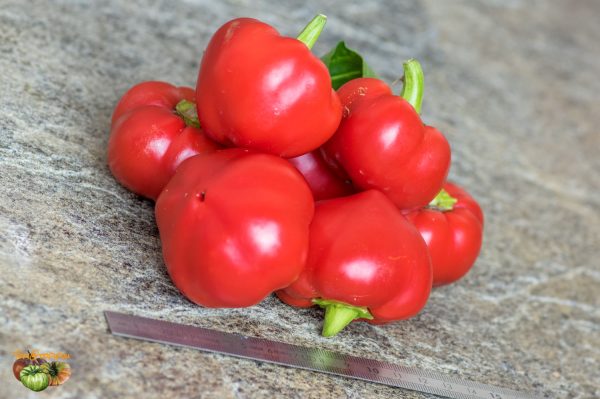 ALMA PAPRIKA