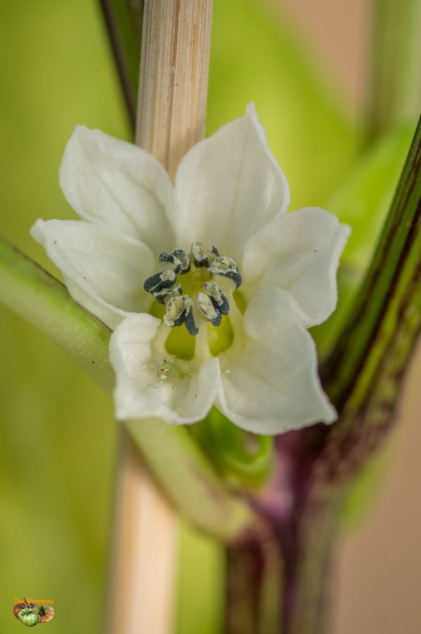 ALMA PAPRIKA - Image 5
